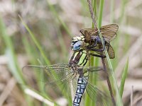 Brachytron pratense 13, Glassnijder, Saxifraga-Mark Zekhuis