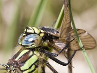 Brachytron pratense 14, Glassnijder, Saxifraga-Mark Zekhuis