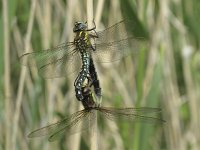 Brachytron pratense 16, Glassnijder, Saxifraga-Rob Felix : Animalia, Arthropoda, Insecta, Odonata, Project Natuurbalans, animal, arthropod, dargonfly, dier, dieren, geleedpotige, geleedpotigen, insect, insecten, juffer, libel, libellen