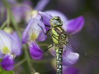 Brachytron pratense 17, Glassnijder, Saxifraga-Luc Hoogenstein