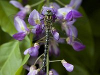 Brachytron pratense 21, Glassnijder, Saxifraga-Luc Hoogenstein