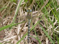 Brachytron pratense 3, Glassnijder, Vlinderstichting-Jaap Bouwman