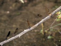 Calopteryx haemorrhoidalis 2, Koperen beekjuffer, male and females, Vlinderstichting-Antoin van der Heijden