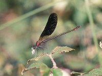 Calopteryx haemorrhoidalis 3, Koperen beekjuffer, male, Vlinderstichting-Antoin van der Heijden