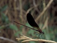 Calopteryx haemorrhoidalis 4, Koperen beekjuffer, male, Vlinderstichting-Tim Termaat