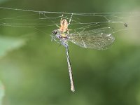 Calopteryx splendens 10, Weidebeekjuffer, Vlinderstichting-Tim Termaat