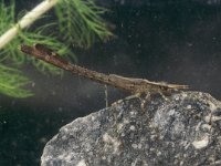 Calopteryx splendens 11, Weidebeekjuffer, larva, Vlinderstichting-Tim Termaat