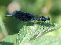 Calopteryx splendens 13, Weidebeekjuffer, male, Vlinderstichting-Tim Termaat