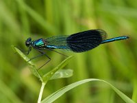 D_Weidebeekjuffer-M- #02 : Weidebeekjuffer, Waterston demoiselle, Calopteryx splendens, male