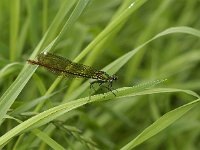 Weidebeekjuffer-V- #02 : Weidebeekjuffer, Waterston demoiselle, Calopteryx splendens, female