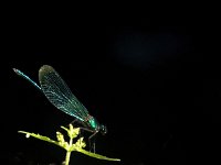 Calopteryx splendens 24, male, Weidebeekjuffer, Saxifraga-Jan van der Straaten