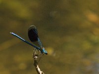 Calopteryx splendens 29, Weidebeekjuffer, Saxifraga-Jan van der Straaten