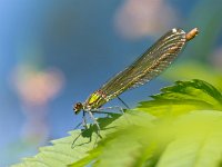 Damselfly on a leaf  Closeup of a Female Banded Demoiselle Dragonfly (Calopteryx splendens) on a Leaf : Banded Demoiselle, Bug, Calopteryx, Calopteryx splendens, Damselfly, Legs, animal, background, beautiful, beauty, biology, body, closeup, color, detail, dof, dragonfly, entomology, environment, eye, fauna, fly, forest, fragility, green, habitat, insect, isolated, leaf, life, long, looking, macro, meadow, natural, nature, one, river, single, slim, small, stick, summer, wild, wildlife