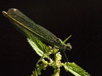 Calopteryx splendens 30, female, Weidebeekjuffer, Saxifraga-Jan van der Straaten