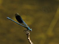 Calopteryx splendens 32, Weidebeekjuffer, Saxifraga-Jan van der Straaten