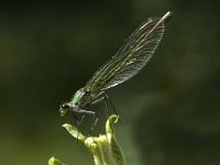 Calopteryx splendens 38, Weidebeekjuffer, Saxifraga-Marijke Verhagen