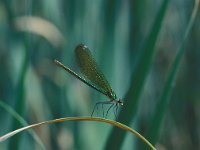 Calopteryx splendens 4, Weidebeekjuffer, female, Vlinderstichting-Harm Smeenk