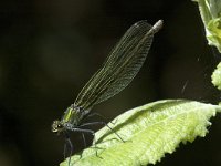 Calopteryx splendens 43, Weidebeekjuffer, Saxifraga-Marijke Verhagen