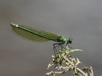 Calopteryx splendens 5, Weidebeekjuffer, female, Vlinderstichting-Tim Termaat