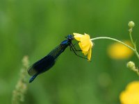 Calopteryx splendens 57, Weidebeekjuffer, Saxiffraga-Bart Vastenhouw