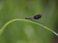 Calopteryx splendens 64, Weidebeekjuffer, Saxifraga-Luuk Vermeer