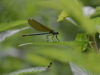 Calopteryx splendens 67, Weidebeekjuffer, Saxifraga-Luuk Vermeer