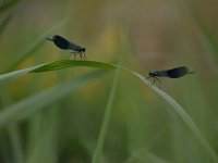 Calopteryx splendens 68, Weidebeekjuffer, Saxifraga-Luuk Vermeer