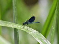 Calopteryx splendens 77, Weidebeekjuffer, Saxifraga-Luuk Vermeer