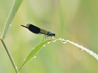 Calopteryx splendens 78, Weidebeekjuffer, Saxifraga-Luuk Vermeer