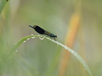 Calopteryx splendens 82, Weidebeekjuffer, Saxifraga-Luuk Vermeer