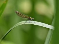 Calopteryx splendens 88, Weidebeekjuffer, Saxifraga-Luuk Vermeer