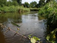 Calopteryx splendens 9, Weidebeekjuffer, habitat, Vlinderstichting-Tim Termaat