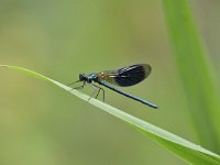 Calopteryx splendens 90, Weidebeekjuffer, Saxifraga-Luuk Vermeer