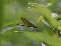 Calopteryx splendens 94, Weidebeekjuffer, Saxifraga-Luuk Vermeer