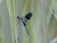 Calopteryx splendens 95, Weidebeekjuffer, Saxifraga-Luuk Vermeer