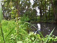 Calopteryx splendens 99, Weidebeekjuffer, Saxifraga-Luuk Vermeer