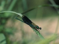 Calopteryx splendens ssp caprai 16, Weidebeekjuffer, male, Vlinderstichting-Antoin van der Heijden