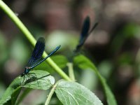 Calopteryx splendens 14, Weidebeekjuffer, male, Vlinderstichting-Tim Termaat