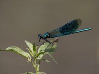 Calopteryx splendens 21, Weidebeekjuffer, Saxifraga-Luc Hoogenstein