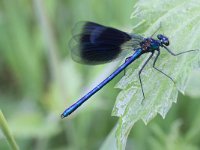 Calopteryx splendens 22, Weidebeekjuffer, Saxifraga-Rutger Barendse