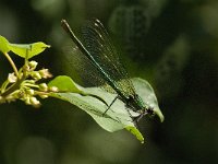 Calopteryx splendens 25, Weidebeekjuffer, Saxifraga-Jan van der Straaten