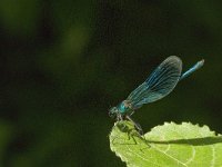 Calopteryx splendens 34, Weidebeekjuffer, Saxifraga-Jan van der Straaten