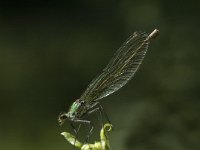 Calopteryx splendens 37, Weidebeekjuffer, Saxifraga-Marijke Verhagen