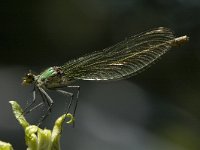 Calopteryx splendens 41, Weidebeekjuffer, Saxifraga-Marijke Verhagen