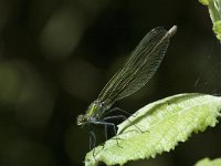 Calopteryx splendens 44, Weidebeekjuffer, Saxifraga-Marijke Verhagen