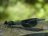 Calopteryx splendens 47, Weidebeekjuffer, Saxifraga-Marijke Verhagen