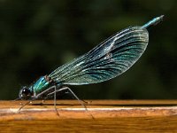 Calopteryx splendens 48, Weidebeekjuffer, Saxifraga-Marijke Verhagen