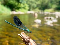 Damselfly on a twig  Closeup of a Male Banded Demoiselle Dragonfly (Calopteryx splendens) on a twig in its Natural River Habitat : Banded Demoiselle, Bug, Calopteryx, Calopteryx splendens, Damselfly, Legs, animal, background, beautiful, beauty, biology, body, closeup, color, detail, dof, dragonfly, entomology, environment, eye, fauna, fly, forest, fragility, green, habitat, insect, isolated, leaf, life, long, looking, macro, meadow, natural, nature, one, river, single, slim, small, stick, summer, wild, wildlife