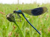 Calopteryx splendens 53, Weidebeekjuffer, Saxifraga-Mark Zekhuis