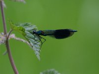 Calopteryx splendens 56, Weidebeekjuffer, Saxiffraga-Bart Vastenhouw